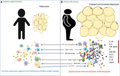 Immune response to arbovirus infection in obesity